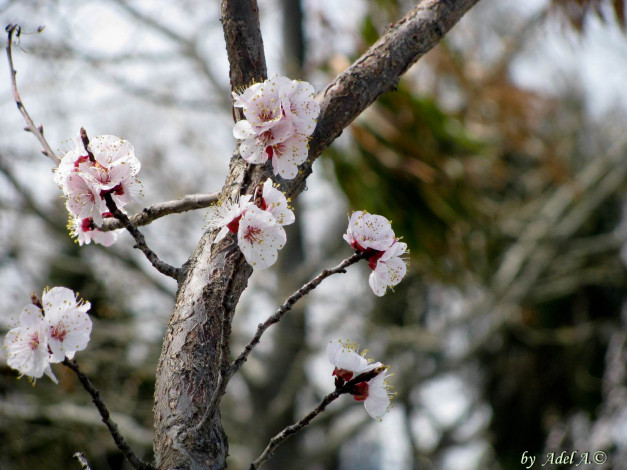 Обои картинки фото цветы, цветущие, деревья, кустарники