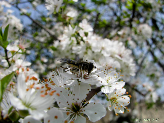 Обои картинки фото цветы, цветущие, деревья, кустарники