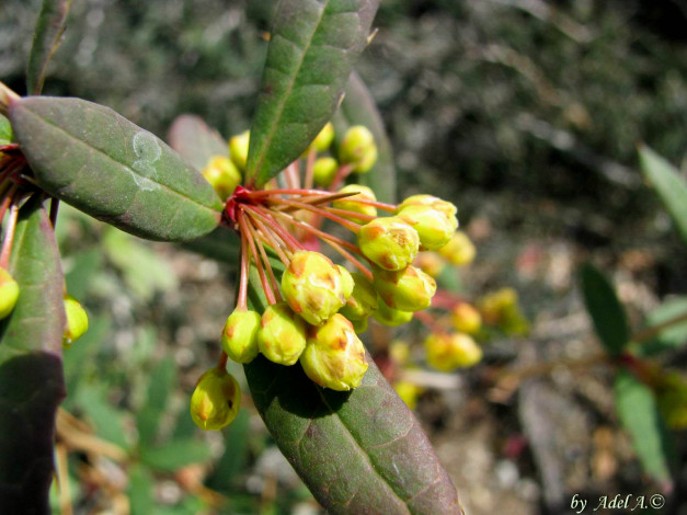 Обои картинки фото цветы, цветущие, деревья, кустарники