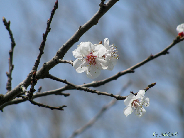 Обои картинки фото цветы, цветущие, деревья, кустарники