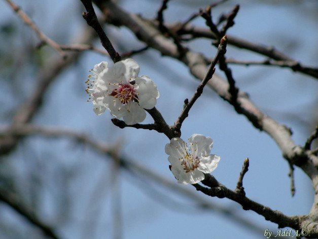 Обои картинки фото цветы, цветущие, деревья, кустарники
