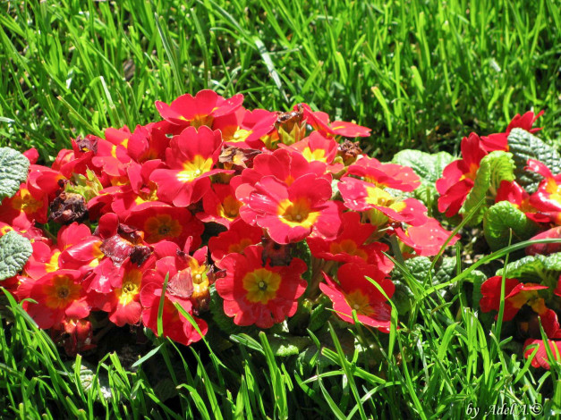 Обои картинки фото цветы, примулы, примула