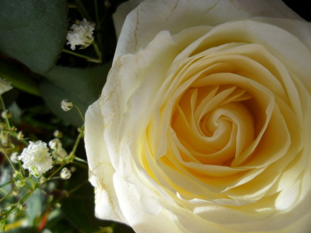 Обои картинки фото цветы, розы