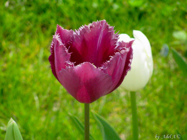 Обои картинки фото цветы, тюльпаны