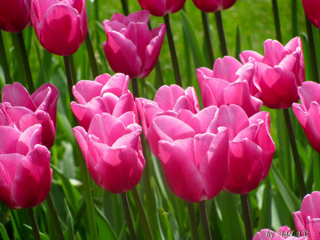 Обои картинки фото цветы, тюльпаны