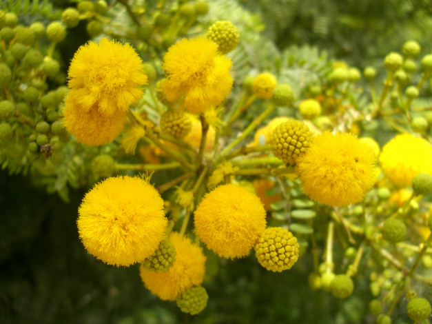 Обои картинки фото мимоза, цветы