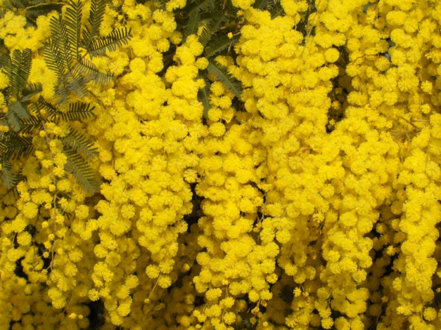 Обои картинки фото мимоза, цветы