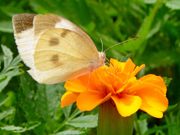 Обои картинки фото животные, бабочки