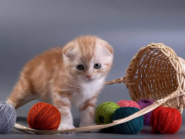 Обои картинки фото животные, коты