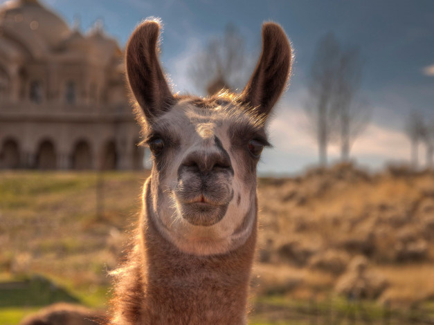 Обои картинки фото животные, ламы