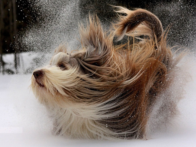 Обои картинки фото животные, собаки