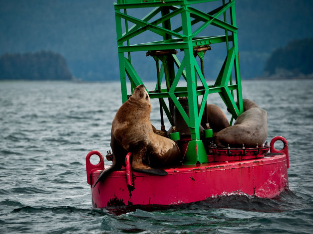 Обои картинки фото животные, тюлени, морские, львы, котики