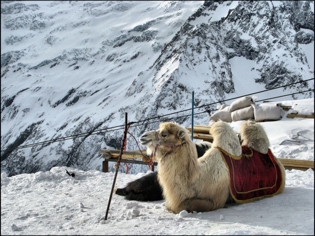 Обои картинки фото животные, верблюды