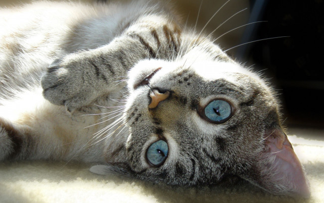 Обои картинки фото животные, коты