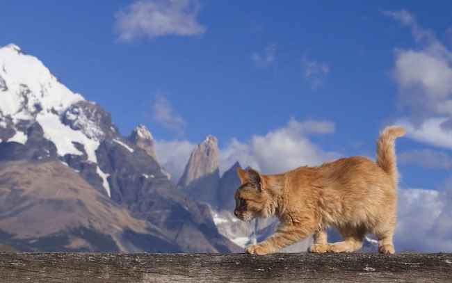 Обои картинки фото животные, коты