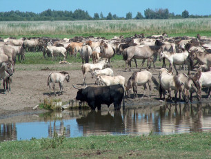 Картинка животные разные вместе лошадь бык водопой
