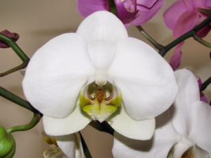 Картинка цветы орхидеи экзотика макро