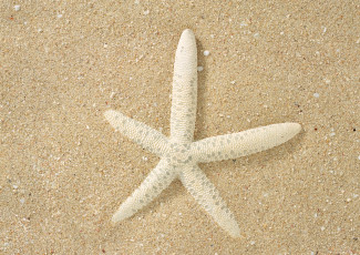 Картинка разное ракушки кораллы декоративные spa камни песок