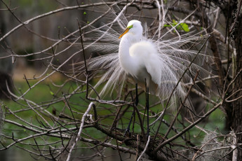 Картинка животные цапли ветки перья