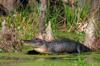 Картинка животные крокодилы вода