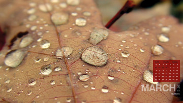Картинка календари природа листок капли