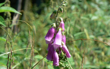 Картинка цветы дигиталис наперстянка сиреневый