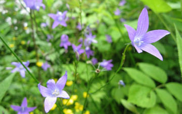 Картинка цветы колокольчики фиолетовый