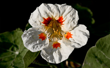 Картинка цветы настурции листья