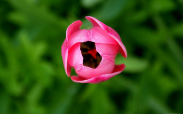 Картинка цветы тюльпаны розовый