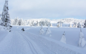 Картинка природа зима снег сугробы дорога ели