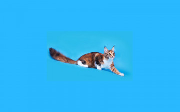 Картинка животные коты мейн-кун