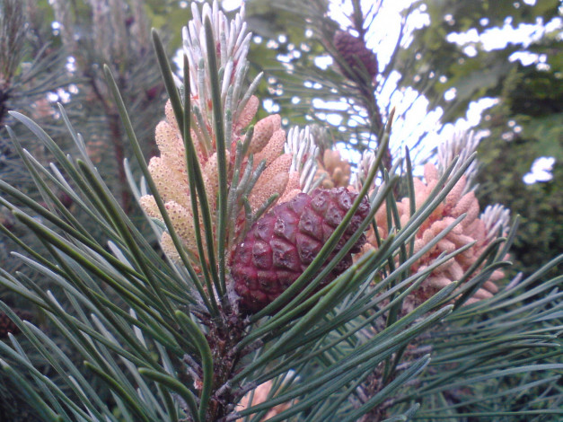 Обои картинки фото природа, шишки, жёлуди, каштаны