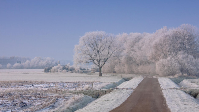 Обои картинки фото природа, зима, деревья, снег