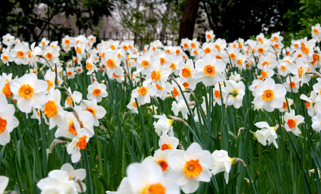 Обои картинки фото цветы, нарциссы, белый, много