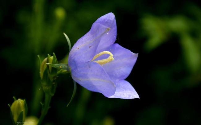 Обои картинки фото цветы, колокольчики, фиолетовый