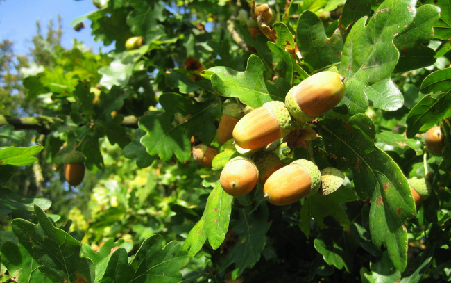 Обои картинки фото природа, шишки, жёлуди, каштаны, дерево, листья