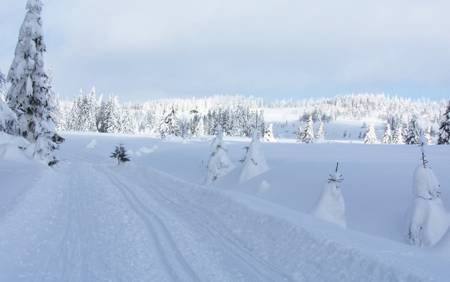 Обои картинки фото природа, зима, снег, сугробы, дорога, ели