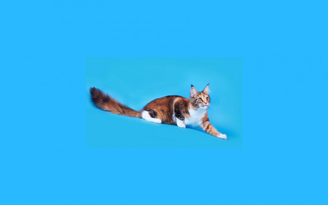 Обои картинки фото животные, коты, мейн-кун