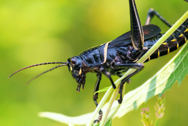 Обои картинки фото животные, кузнечики, саранча, кузнечик