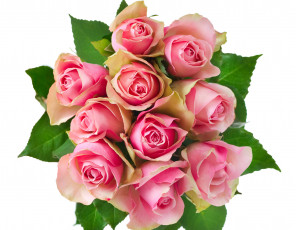 Картинка цветы розы