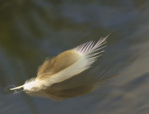 Картинка разное перья перо макро вода