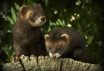 Картинка животные хорьки ласки соболи горностаи куницы мордочки мех