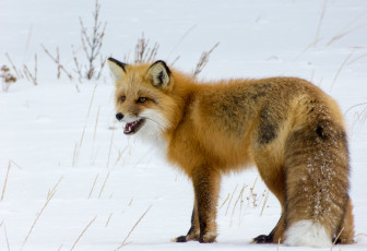 Картинка животные лисы рыжая