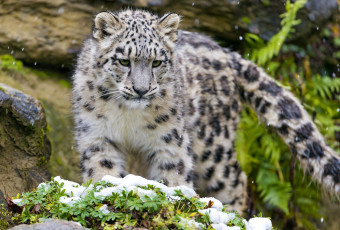 Картинка животные снежный барс ирбис малыш хвост