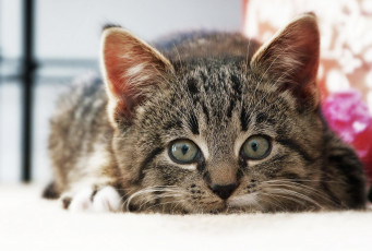 Картинка животные коты взгляд