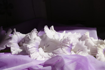 Картинка цветы гладиолусы гладиолус