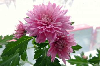 обоя цветы, хризантемы