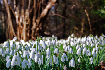 Картинка цветы подснежники белоцветник весна белый много