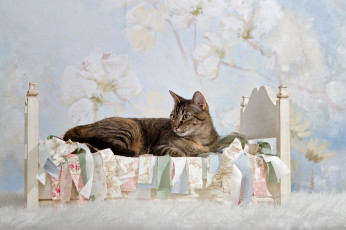 Картинка животные коты кроватка