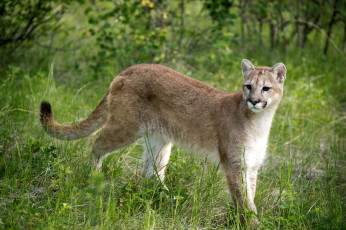 Картинка животные пумы грация